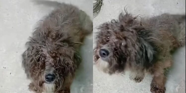 Homem faz promessa a cão abandonado e resposta do animal impressiona