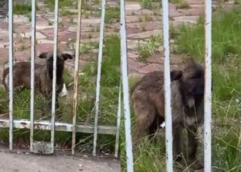 Cadelinha protege filhotes até o último momento e emociona no resgate