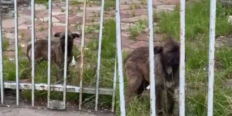 Cadelinha protege filhotes até o último momento e emociona no resgate