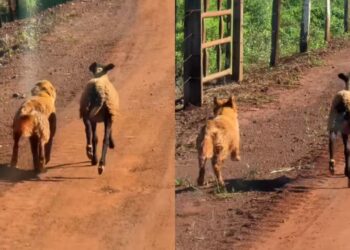 O encontro de um Golden com uma ovelha que virou laço para a vida