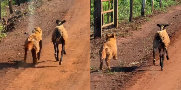 O encontro de um Golden com uma ovelha que virou laço para a vida