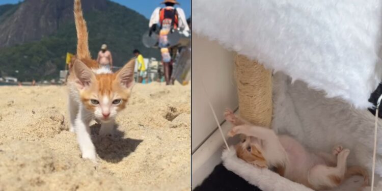 Miado vindo de um carro muda destino de gatinha abandonada no Rio