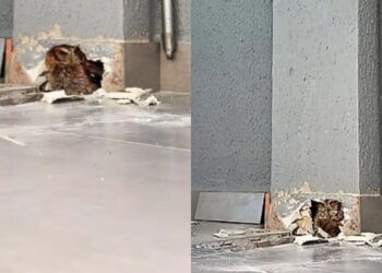 Barulho dentro da parede leva homem a quebrar estrutura e salvar animal