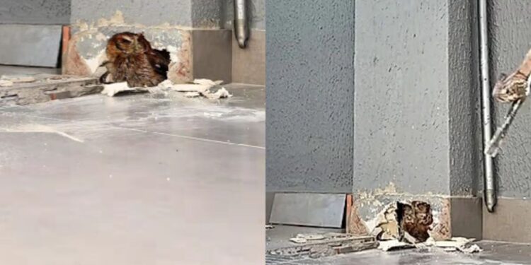 Barulho dentro da parede leva homem a quebrar estrutura e salvar animal
