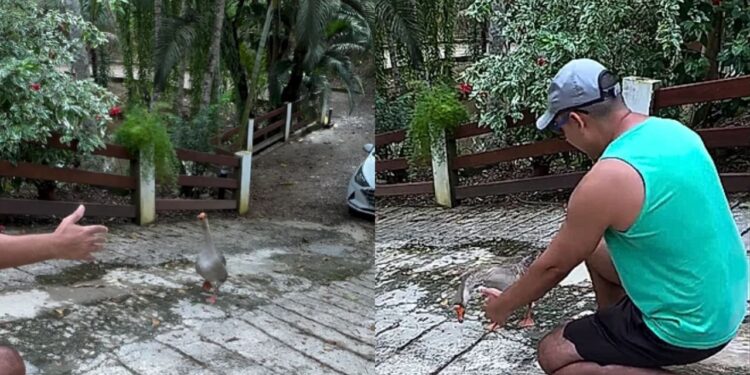 Ganso surpreende ao atender chamado e correr para os braços do tutor