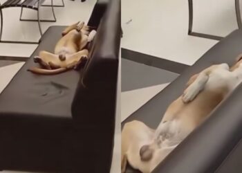 Vira-lata ignora o calor extremo de 42 °C e invade shopping em busca de ar-condicionado