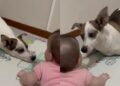 Vídeo mostra momento delicado entre vira-lata e bebê e emociona redes sociais