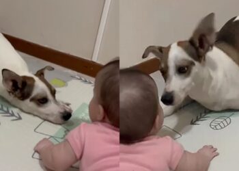 Vídeo mostra momento delicado entre vira-lata e bebê e emociona redes sociais