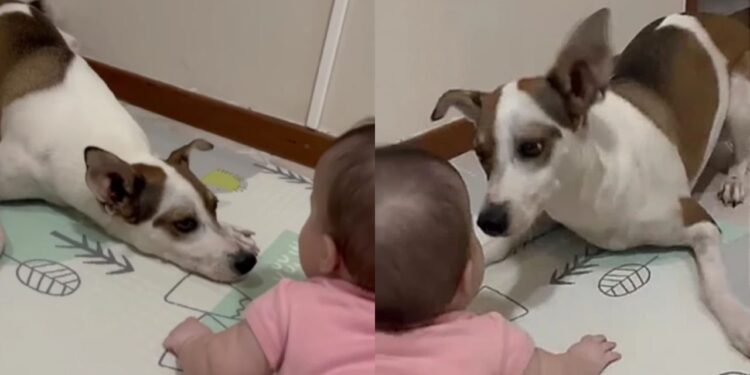 Vídeo mostra momento delicado entre vira-lata e bebê e emociona redes sociais