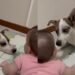 Vídeo mostra momento delicado entre vira-lata e bebê e emociona redes sociais