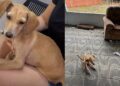 “Não servia mais”: filhote é descartada por não andar e se arrasta até ajuda