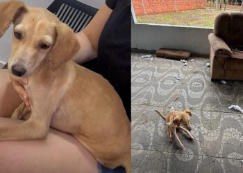 “Não servia mais”: filhote é descartada por não andar e se arrasta até ajuda