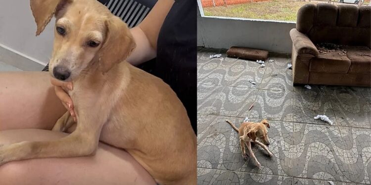 “Não servia mais”: filhote é descartada por não andar e se arrasta até ajuda