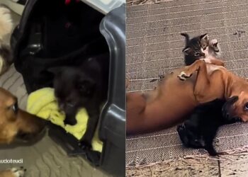 Amor inesperado: cadela caramelo cria filhotes de gato e encanta abrigo em MG