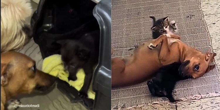 Amor inesperado: cadela caramelo cria filhotes de gato e encanta abrigo em MG