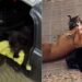 Amor inesperado: cadela caramelo cria filhotes de gato e encanta abrigo em MG