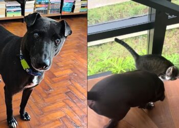 Gato vira guia de cachorro cego e amizade comove as redes sociais