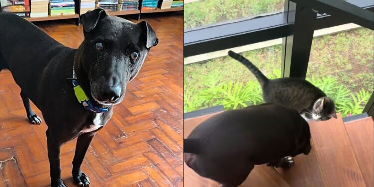 Gato vira guia de cachorro cego e amizade comove as redes sociais