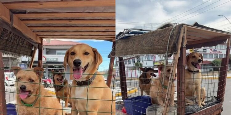 Catador cria carrinho com sombra para proteger cães do calor no litoral gaúcho