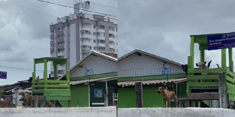 Cães ganham mirante exclusivo e assumem plantão permanente no bairro