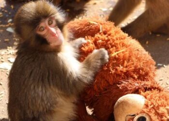 Filhote rejeitado pela mãe, abraça pelúcia em zoológico no Japão e história emociona visitantes
