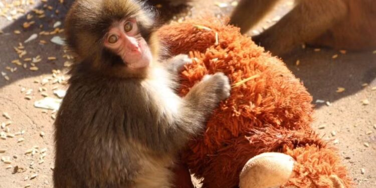 Filhote rejeitado pela mãe, abraça pelúcia em zoológico no Japão e história emociona visitantes