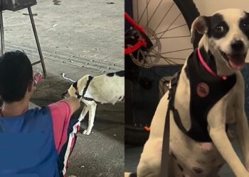 Foliões interrompem Carnaval em Brasília para salvar cadela grávida