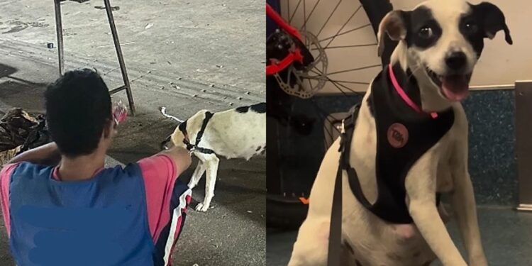 Foliões interrompem Carnaval em Brasília para salvar cadela grávida