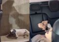 “Um gesto que mudou tudo”: motorista resgata cão abandonado e transforma seu destino