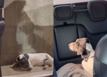 “Um gesto que mudou tudo”: motorista resgata cão abandonado e transforma seu destino
