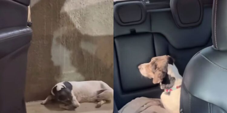 “Um gesto que mudou tudo”: motorista resgata cão abandonado e transforma seu destino