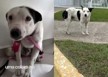 Cão resgatado após anos de negligência emocional reaprende a confiar em pessoas