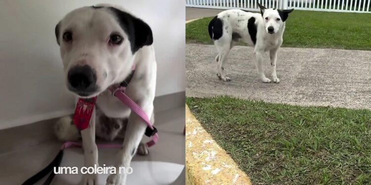 Cão resgatado após anos de negligência emocional reaprende a confiar em pessoas