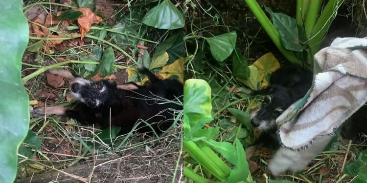 Cachorrinha é resgatada de vala após choro chamar atenção em estrada isolada