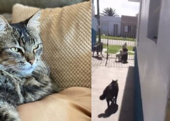 Gato interrompe briga entre cães com um único miado e vira fenômeno nas redes