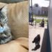Gato interrompe briga entre cães com um único miado e vira fenômeno nas redes