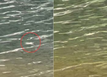 Casal se assusta com aranha-pescadora andando sobre água e vídeo viraliza