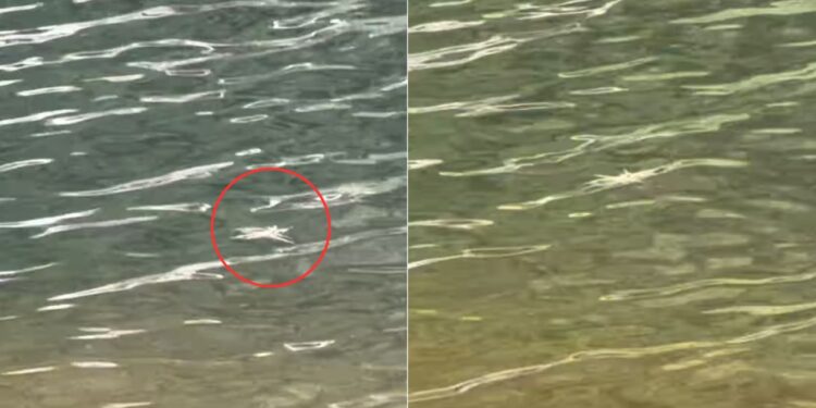 Casal se assusta com aranha-pescadora andando sobre água e vídeo viraliza