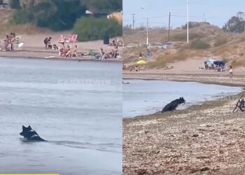 Cachorro paraplégico emociona ao viver dia inesquecível no mar com ajuda da família