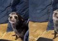 Internautas se encantam com cãozinho fofo e brincam com sua aparência curiosa