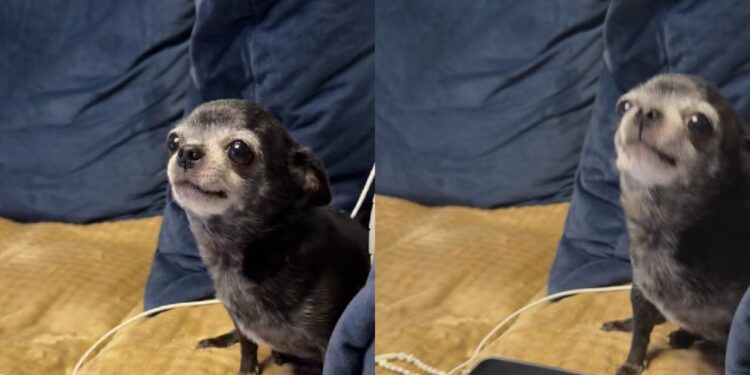 Internautas se encantam com cãozinho fofo e brincam com sua aparência curiosa