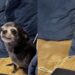 Internautas se encantam com cãozinho fofo e brincam com sua aparência curiosa