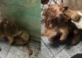 Caramelinho passou anos isolado e sujo até encontrar proteção e carinho em resgate