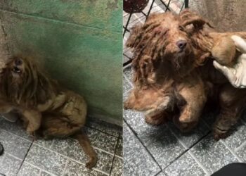 Caramelinho passou anos isolado e sujo até encontrar proteção e carinho em resgate