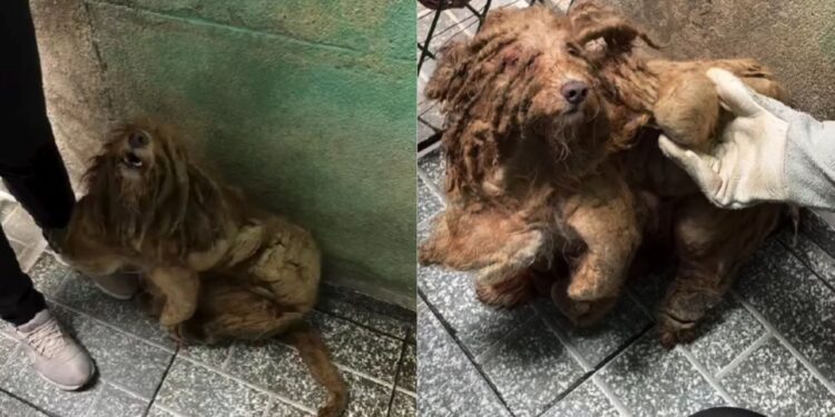 Caramelinho passou anos isolado e sujo até encontrar proteção e carinho em resgate