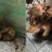 Caramelinho passou anos isolado e sujo até encontrar proteção e carinho em resgate