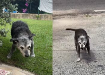 Pingo, cão mais velho do Brasil, vive há mais de 22 anos e encanta moradores de Vinhedo