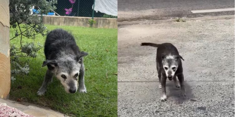 Pingo, cão mais velho do Brasil, vive há mais de 22 anos e encanta moradores de Vinhedo
