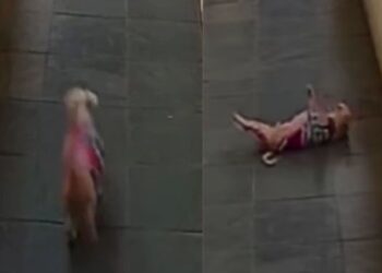 Vídeo de cachorro em câmera de segurança gera teorias sobrenaturais nas redes sociais