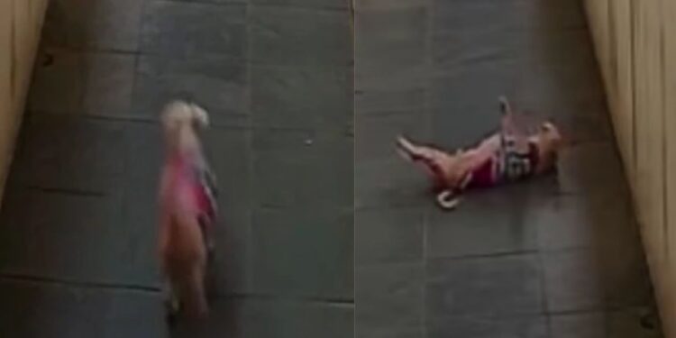 Vídeo de cachorro em câmera de segurança gera teorias sobrenaturais nas redes sociais